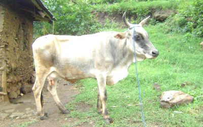 Orphans receive cow