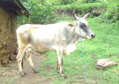 Elgon Cow