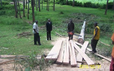 Day 15 – Timber cut for roof